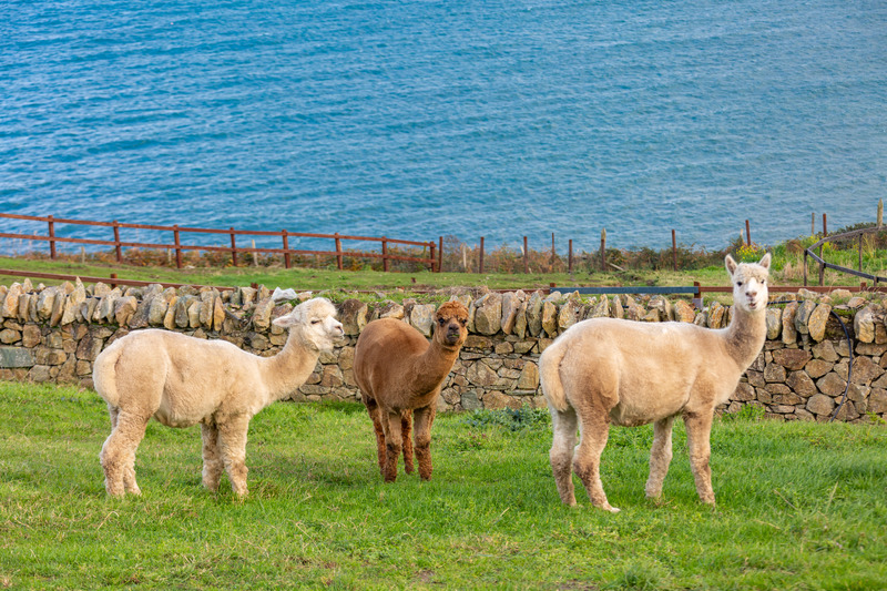 Photo of Oceanfront House, Howth, Co. Dublin, D13 E6V3