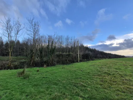 Photo of 27.13 Acres Of Forestry, Stripe North, Milltown, Tuam, Co. Galway