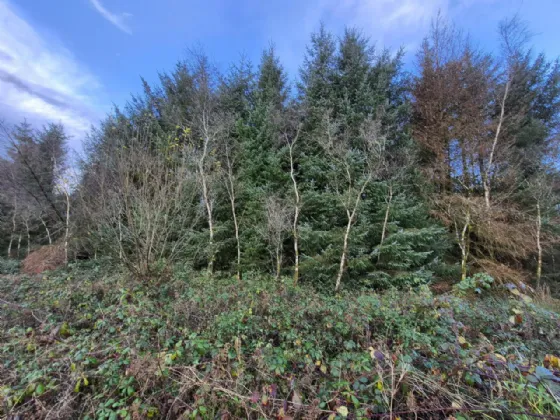 Photo of 27.13 Acres Of Forestry, Stripe North, Milltown, Tuam, Co. Galway