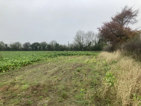 Photo of 9.5 Acres Agri Lands, Ricketstown, Rathvilly, Co. Carlow