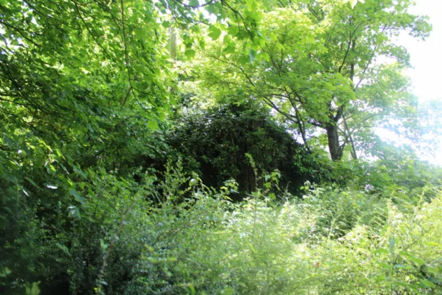 Photo of Derelict Cottage On 1 Acre,, Seskinryan,, Bagenalstown,, Co. Carlow