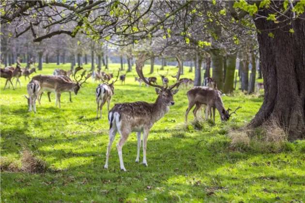 Photo of 14 Fawn Lodge, Castleknock, Dublin 15, D15 NH73