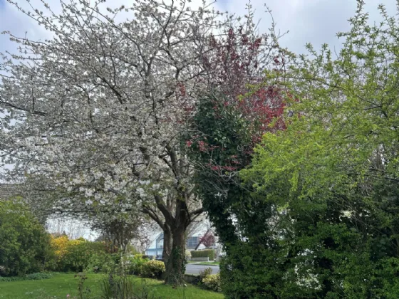 Photo of 18 Glen Lawn Drive, The Park, Cabinteely, Dublin 18, D18E429