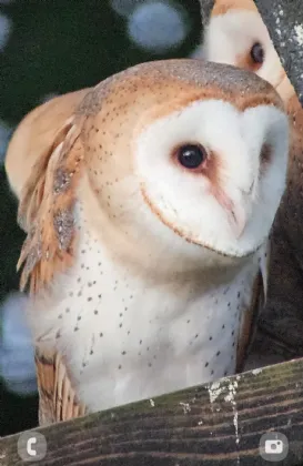 Photo of Glebe House On Circa 5.83 Acres, Farrantemple, The Rower, Inistioge, Co Kilkenny, R95 Y2V9