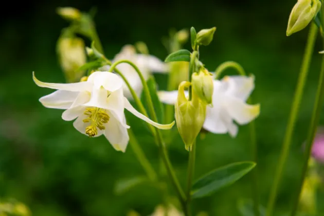 Photo of Ivy House, Loughkeen, Carrig, Birr, Co Offaly, R42 YA25