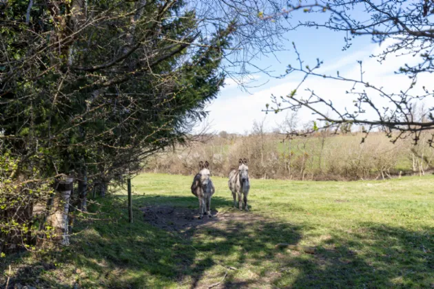 Photo of Ashlane, Coolook, Ballycanew, Gorey, Co. Wexford, Y25A449