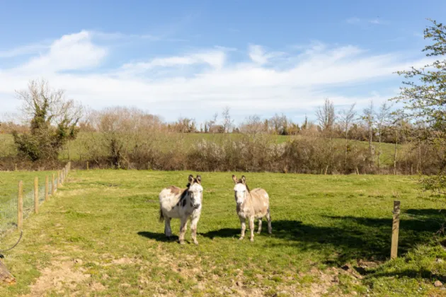 Photo of Ashlane, Coolook, Ballycanew, Gorey, Co. Wexford, Y25A449