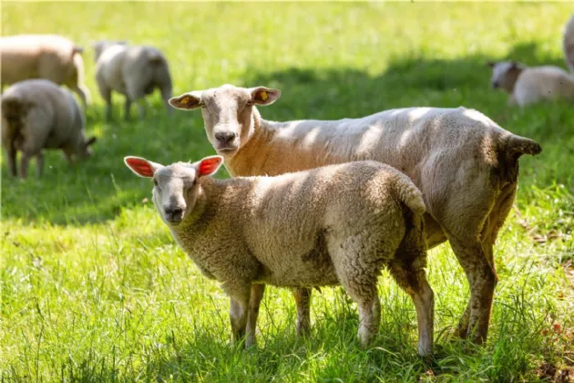 Photo of Ballydonagh House, Cloughjordan, Co. Offaly, E53 PR99