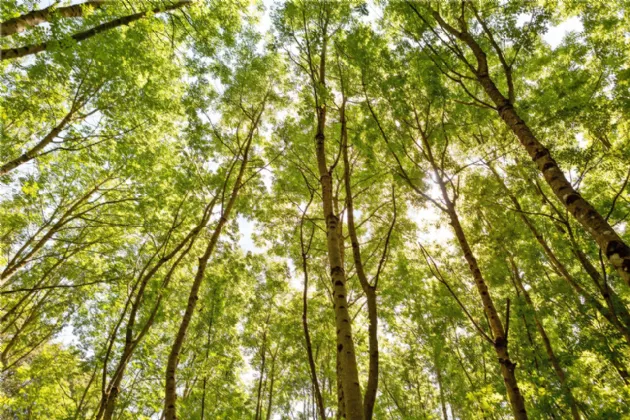 Photo of Ballydonagh House On 27 Ha/67 Acres, Cloughjordan, Co Tipperary, E53 PR99