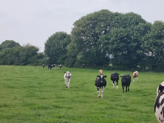 Photo of Ballyenahan, Kildorrery, Co Cork
