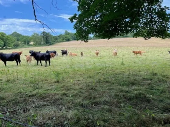 Photo of Derelict Bungalow On Circa 1.59 Acr, Brownsbarn, Thomastown, Co Kilkenny, R95 AK5V