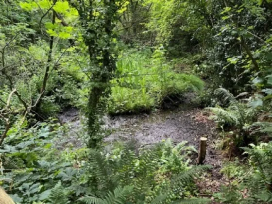 Photo of Derelict Bungalow On Circa 1.59 Acr, Brownsbarn, Thomastown, Co Kilkenny, R95 AK5V