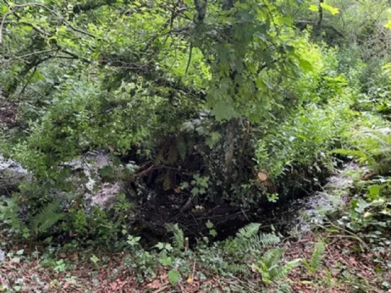 Photo of Derelict Bungalow On Circa 1.59 Acr, Brownsbarn, Thomastown, Co Kilkenny, R95 AK5V