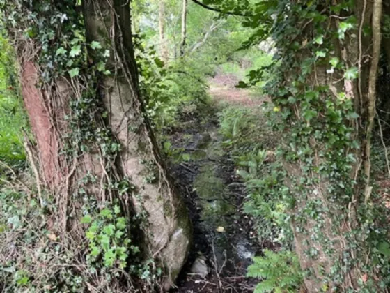 Photo of Derelict Bungalow On Circa 1.59 Acr, Brownsbarn, Thomastown, Co Kilkenny, R95 AK5V