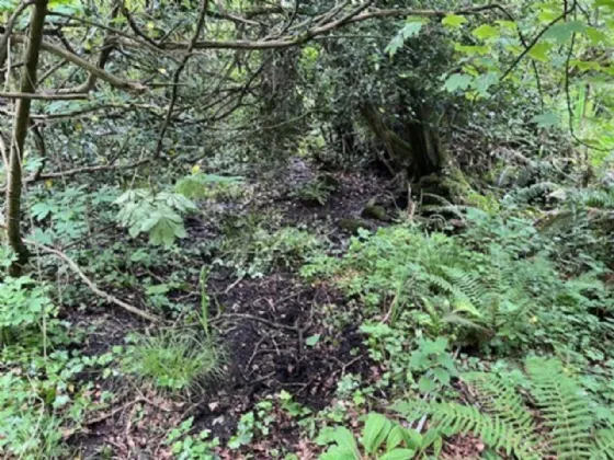 Photo of Derelict Bungalow On Circa 1.59 Acr, Brownsbarn, Thomastown, Co Kilkenny, R95 AK5V