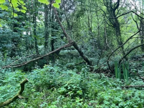 Photo of Derelict Bungalow On Circa 1.59 Acr, Brownsbarn, Thomastown, Co Kilkenny, R95 AK5V
