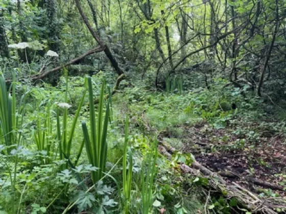 Photo of Derelict Bungalow On Circa 1.59 Acr, Brownsbarn, Thomastown, Co Kilkenny, R95 AK5V