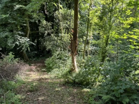 Photo of Derelict Bungalow On Circa 1.59 Acr, Brownsbarn, Thomastown, Co Kilkenny, R95 AK5V