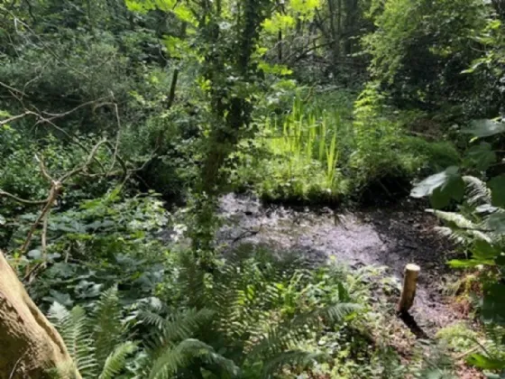 Photo of Derelict Bungalow On Circa 1.59 Acr, Brownsbarn, Thomastown, Co Kilkenny, R95 AK5V