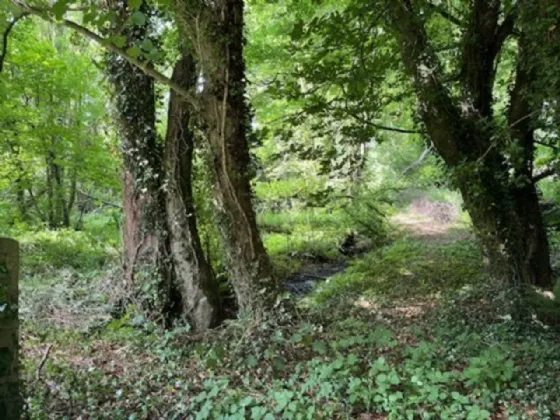 Photo of Derelict Bungalow On Circa 1.59 Acr, Brownsbarn, Thomastown, Co Kilkenny, R95 AK5V