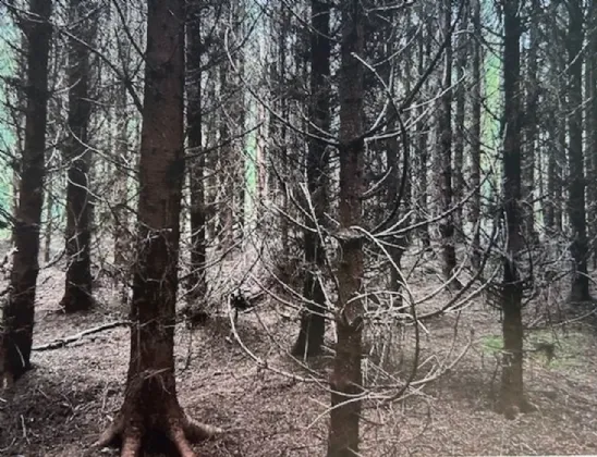 Photo of Monkstown, Coole, Castlepollard, Co Westmeath