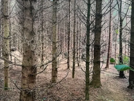 Photo of Monkstown, Coole, Castlepollard, Co Westmeath