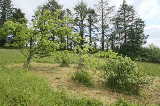 Photo of Shancurry, Drumshanbo, Co. Leitrim, N41 KA43