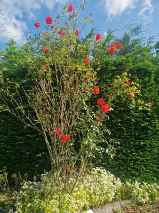 Photo of Cloneycavan, Ballivor, Co. Meath, C15 TR63