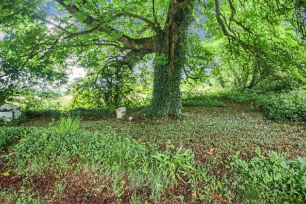 Photo of The Lodge, Granny, Ballinameen,, Boyle,, Co. Roscommon, F52 R822