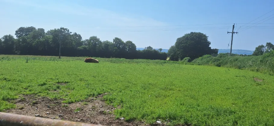 Photo of .75 Acre Site, Kilcarrig,, Bagenalstown,, Co. Carlow