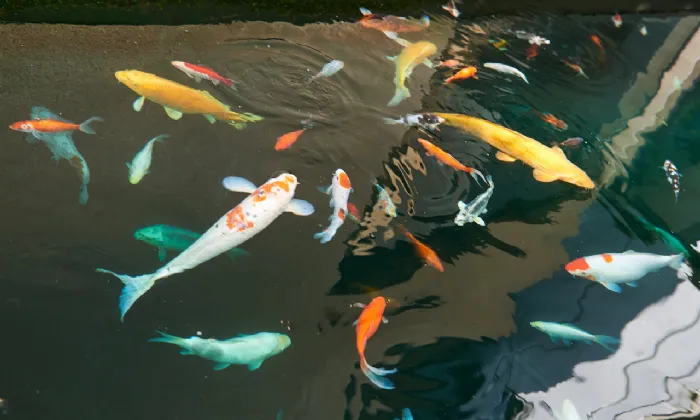 Photo of 17 Flemingstown Park, Churchtown, Dublin 14, D14 YF10