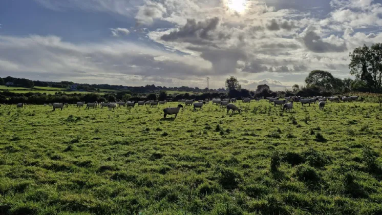 Photo of 19.23 Acres Of Land In Lehid, Lehid, Tuam, Co. Galway