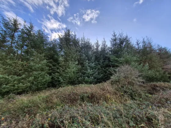 Photo of 17.27 Acres Of Forestry In Milltown, Milltown, Tuam, Co. Galway
