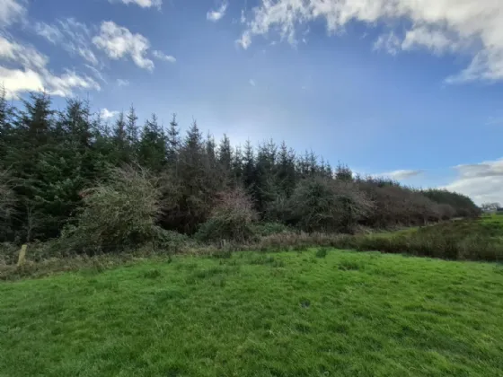 Photo of 17.27 Acres Of Forestry In Milltown, Milltown, Tuam, Co. Galway