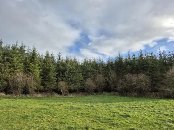 Photo of 17.27 Acres Of Forestry In Milltown, Milltown, Tuam, Co. Galway
