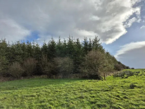 Photo of 17.27 Acres Of Forestry In Milltown, Milltown, Tuam, Co. Galway