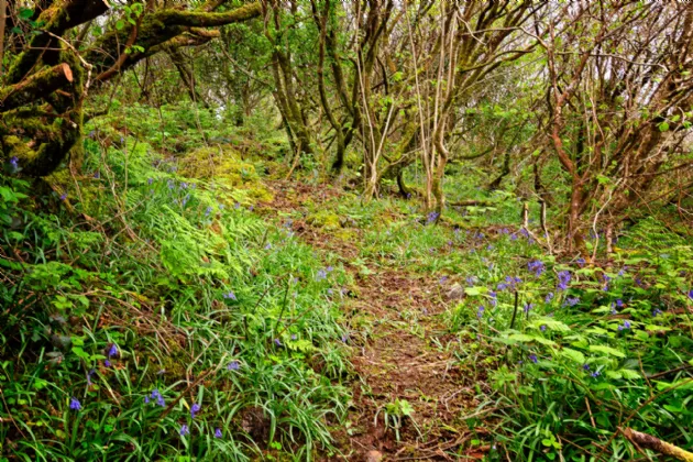 Photo of Lorien, Lower Rosses, Rosses Point, Co. Sligo, F91V8Y6