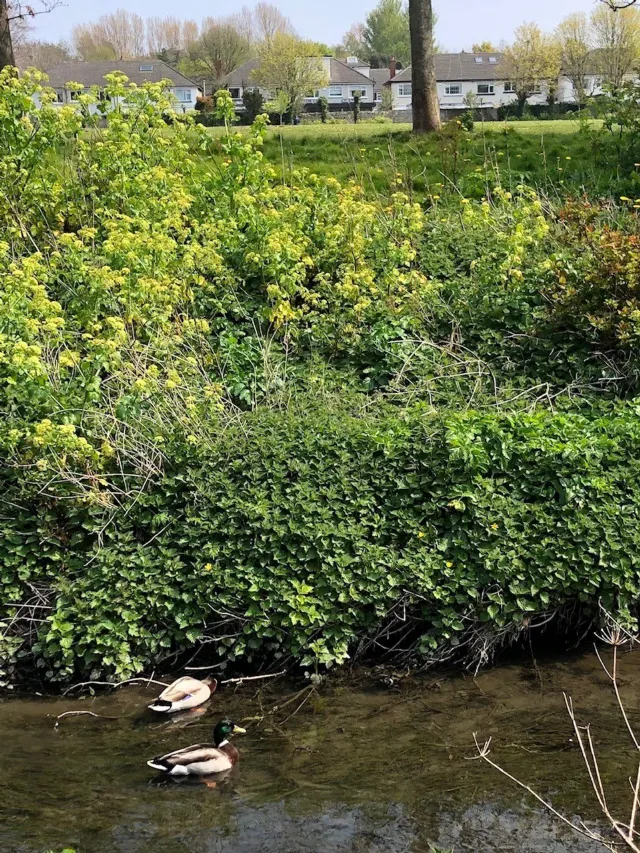 Photo of The Cottage, 44 Brookfield Place, Blackrock, Co. Dublin, A94 T8P6