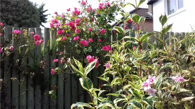 Photo of 16 Woodbine Avenue, Booterstown, Co. Dublin