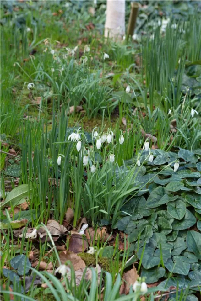 Photo of 16 Woodbine Avenue, Booterstown, Co. Dublin