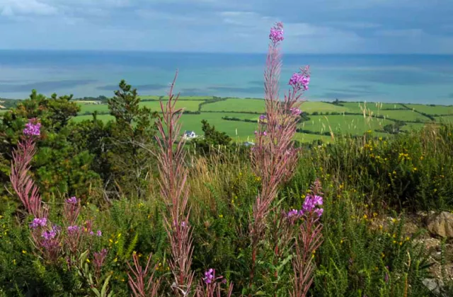 Photo of Wuthering Heights, Tara Hill, Gorey, Co. Wexford, Y25YY74