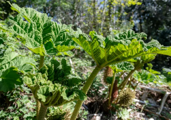 Photo of Lackaroe, Kenmare, Co Kerry, V93 Y9H6