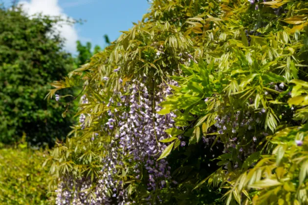 Photo of 8 Butterfield Park, Rathfarnham, Dublin 16, D14 XC85