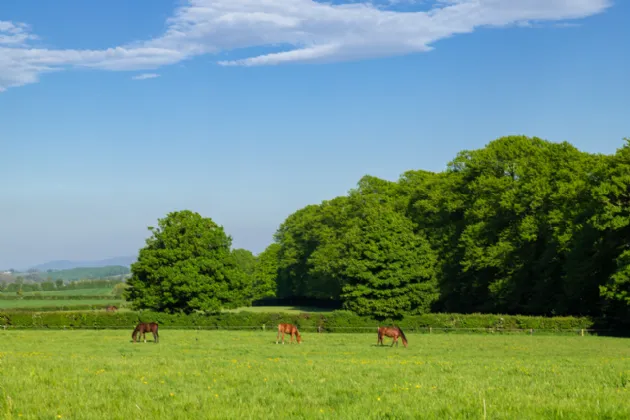 Photo of Rathduff Stud (Lot 2), On Approx. 38.48 Hectares 2 (95 Acres), Golden, Cashel, County Tipperary, E25 ET85