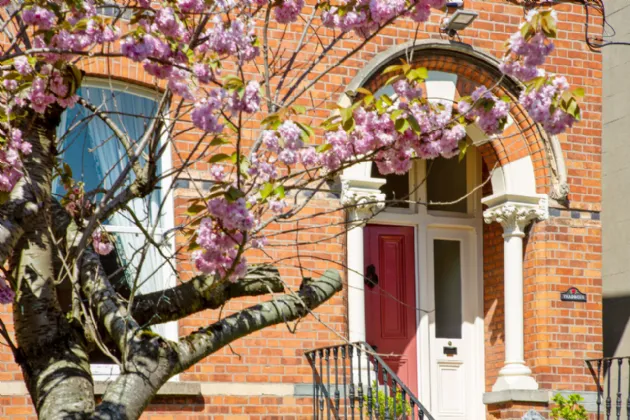 Photo of Thaddeus, 19 Northbrook Road, Ranelagh, Dublin 6