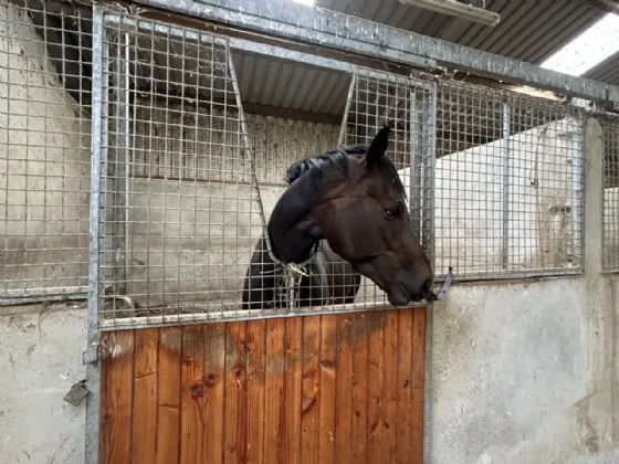 Photo of Mocklershill Stables, Mocklershill, Cashel, Co Tipperary