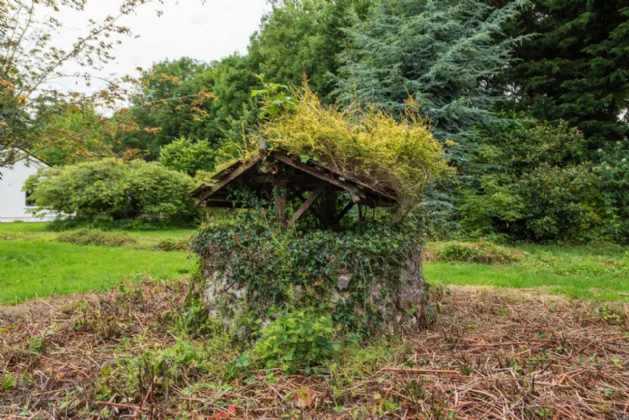 Photo of The Family Tree, Mountarmstrong, Clane, Co. Kildare, W91 AX9E