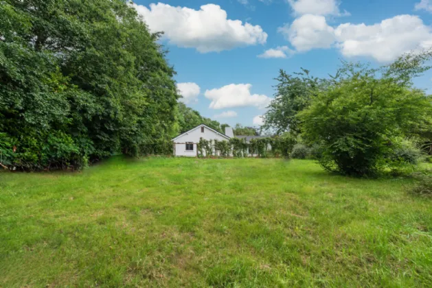 Photo of The Family Tree, Mountarmstrong, Clane, Co. Kildare, W91 AX9E