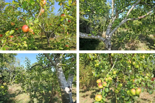 Photo of Edgewood, On Approx. 22 Acres, Rintulla, Adare, Co Limerick, V94 Y0CX