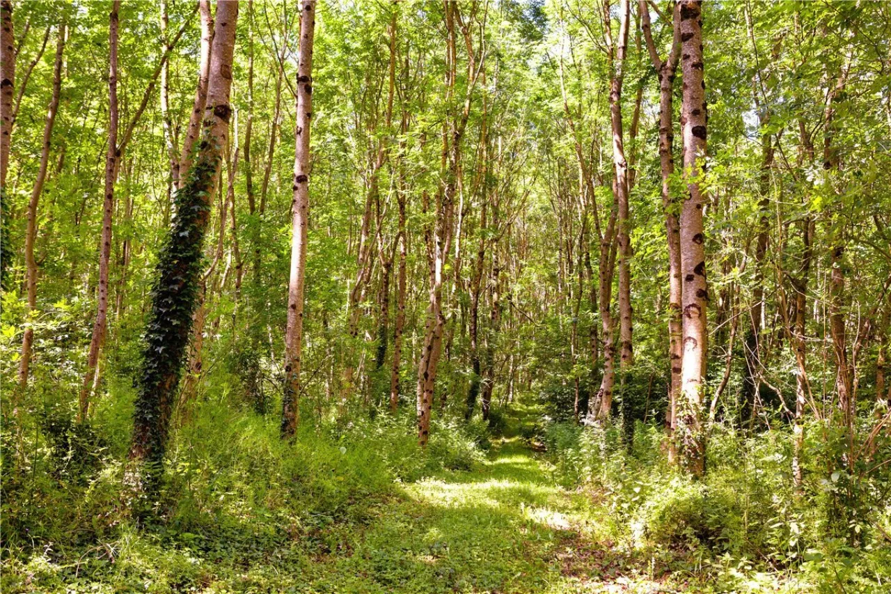 Photo of Ballydonagh House, Cloughjordan, Co. Offaly, E53 PR99
